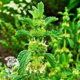 Набор для чая мята Обыкновенная + мята Изящная + лаванда Дварф Блю