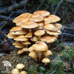 Опенок летний на древесной палочке