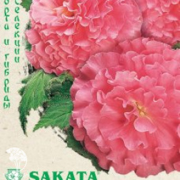 Бегония Фортуна Пинк F1 клубн. амп.  серия Эксклюзив