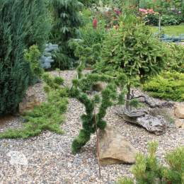 Лиственница европейская Крейчи Мутейшн