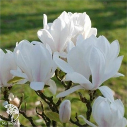 Магнолия суланжа Альба Суперба