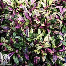 Ajuga reptans Dixie Chip  Живучка ползучая Дикси Чип