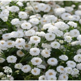 Achillea ptarmica Summer Drift Тысячелистник Саммер Дрифт