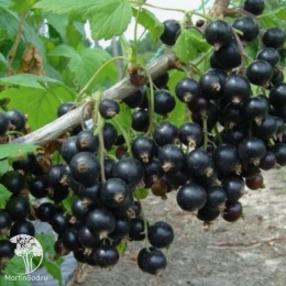 Ribes nigrum Gulliver Смородина чёрная Гулливер (1 год)