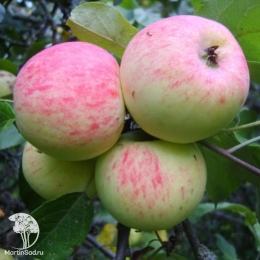 Яблоня Грушовка Московская + опылитель яблоня Китайка золотая (ранняя)