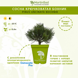 Сосна крючковатая Бохник