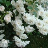 Роза полиантовая Вайт Фейри фото 2 
