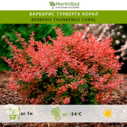 Барбарис Тунберга Корал