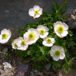 Лютик альпийский