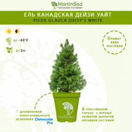Ель канадская Дейзи Уайт