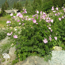 Мальва мускусная Розеа