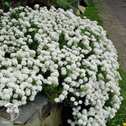 Иберис Сноуфлейк многолетний