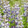 Семена Люпин однолетний Белозерный 110 фото 3 