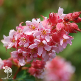 Нейлия родственная