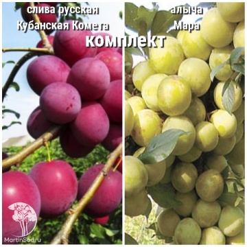 Фото Сверхвыгодный комплект! Слива русская (алыча) Кубанская Комета + опылитель алыча Мара