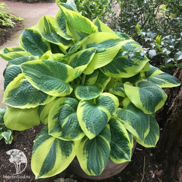Фото Хоста гибридная Бенд оф Голд
