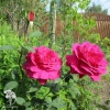 Роза чайно-гибридная Биг Пёрпл фото 3 