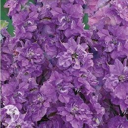 Дельфиниум Неаполь (однолетний, лиловый)