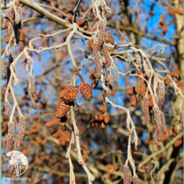 Ольха чёрная / клейкая Разматаз