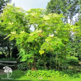  Аралия высокая