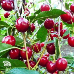 Вишня степная Гномик