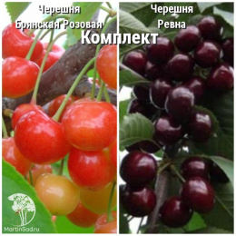 Сверхвыгодный комплект! Черешня Брянская розовая + опылитель Черешня Ревна