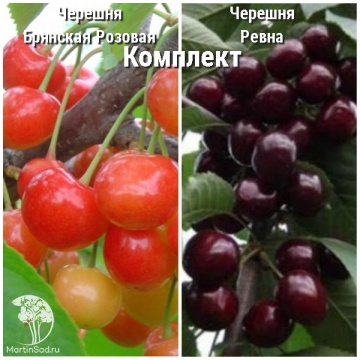 Фото Сверхвыгодный комплект! Черешня Брянская розовая + опылитель Черешня Ревна
