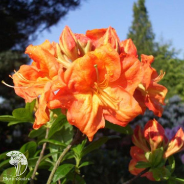 Фото Азалия Голдкопфен