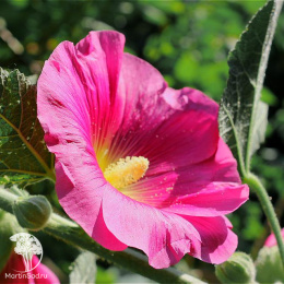 Мальва малиновая