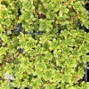 Rosularia sedoides Alba Розулярия седумовидная Альба фото 1 