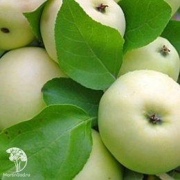 Яблоня Папировка