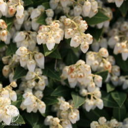 Пиерис японский Каватин