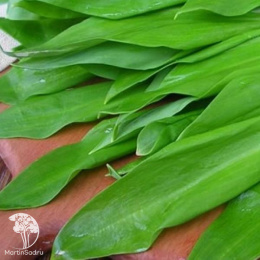 Черемша Медвежонок