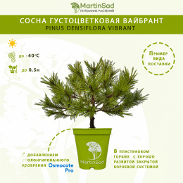 Сосна густоцветковая Вайбрант