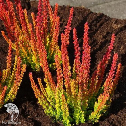 Вереск обыкновенный Зое