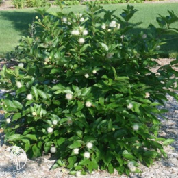 Помпонное дерево (Головач западный) Шугар Шак