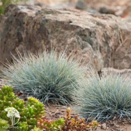 Овсяница сизая Элайджа Блю