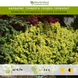 Барбарис тунберга Голден Горизонт