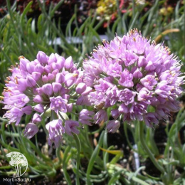 Лук Саммер Бьюти