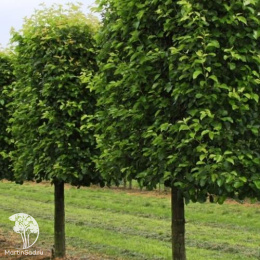 Граб обыкновенный Страбла на штабе