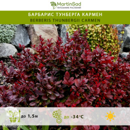 Барбарис Тунберга Кармен