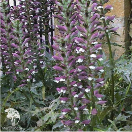 Акант венгерский Уайт Липс