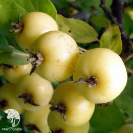 Сверхвыгодный комплект! Яблоня Китайка золотая (ранняя) + опылитель яблоня Грушовка Московская