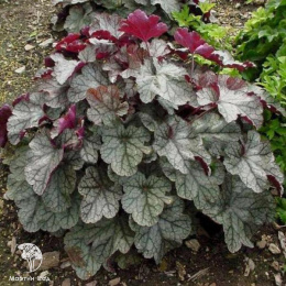 Гейхера Сильвер Скроллс