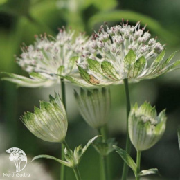 Астранция крупная Альба