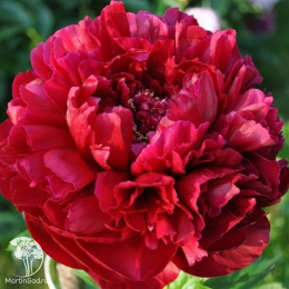 Пион молочноцветковый Ред Мэджик