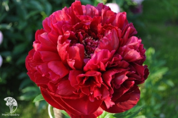 Фото Пион молочноцветковый Ред Мэджик