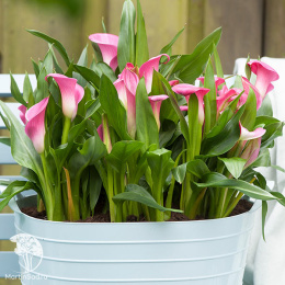  Калла Гарнет Глоу