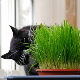 Овес яровой (Трава для кошек) Друг