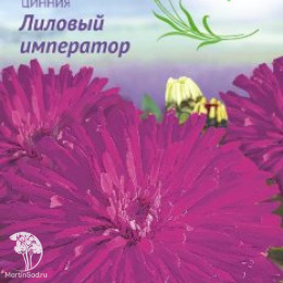 Цинния Лиловый император  серия Лавандовые грёзы